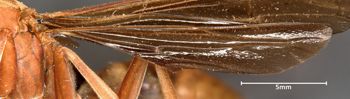 Media type: image;   Entomology 33139 Aspect: Wing hind